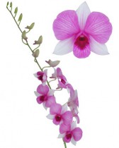 Орхидея ветка - купить поштучно
